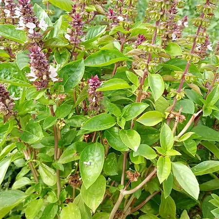 Borgo Dell'anello Casa de hóspedes 3*