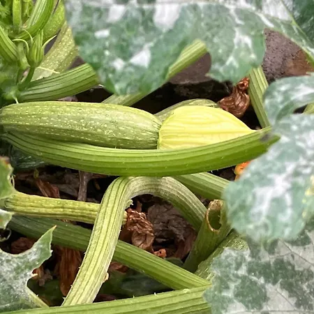 Pensionat Borgo Dell'anello 3*