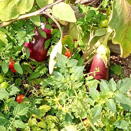 Borgo Dell'anello 3*