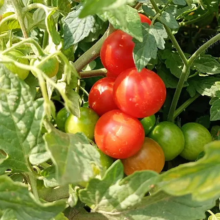 Borgo Dell'anello Casa de hóspedes Castiglione dei Pepoli