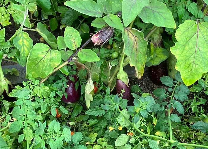 Borgo Dell'anello 3*