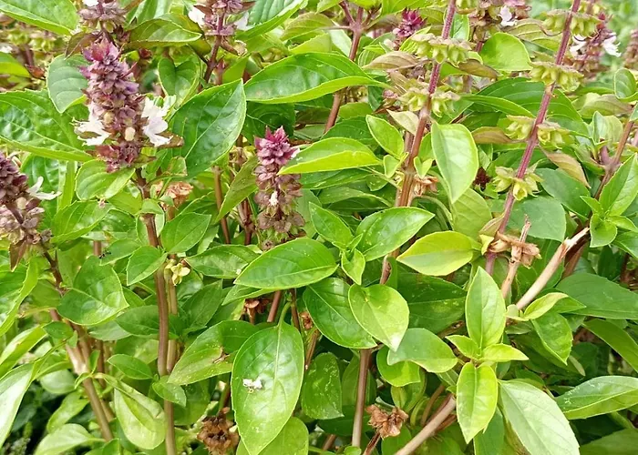 Borgo Dell'anello Vendégház 3*