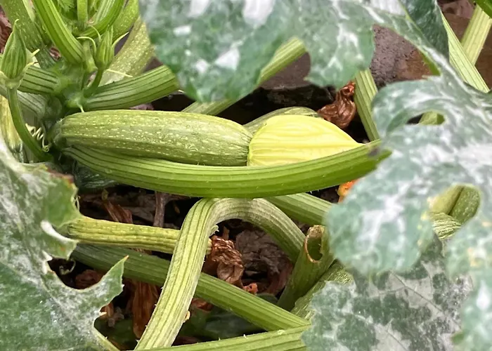 Vendégház Borgo Dell'anello 3*