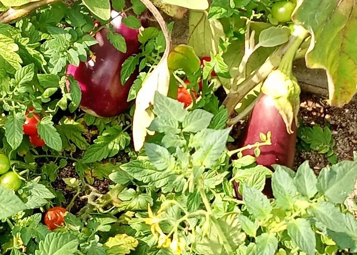 Borgo Dell'anello 3*