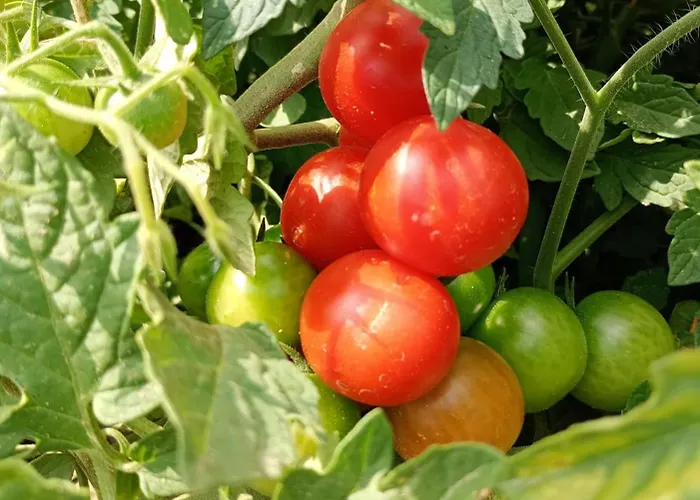 Borgo Dell'anello Pensionat Castiglione dei Pepoli